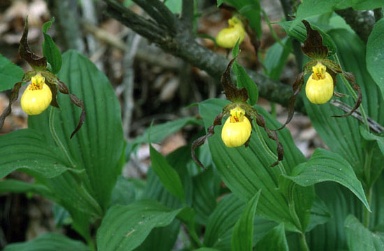 WildflowerPilg's tweet photo. Nice article just out from the Great Smoky Mountains Association on a couple of our native orchids! Can't wait to get out and see these in person next spring at the Pilgrimage! https://t.co/MGNTAwjokY 
Photo from the UT Herbarium website. #gsmnp #instagramtennessee #wildflower https://t.co/0E0548s8rJ