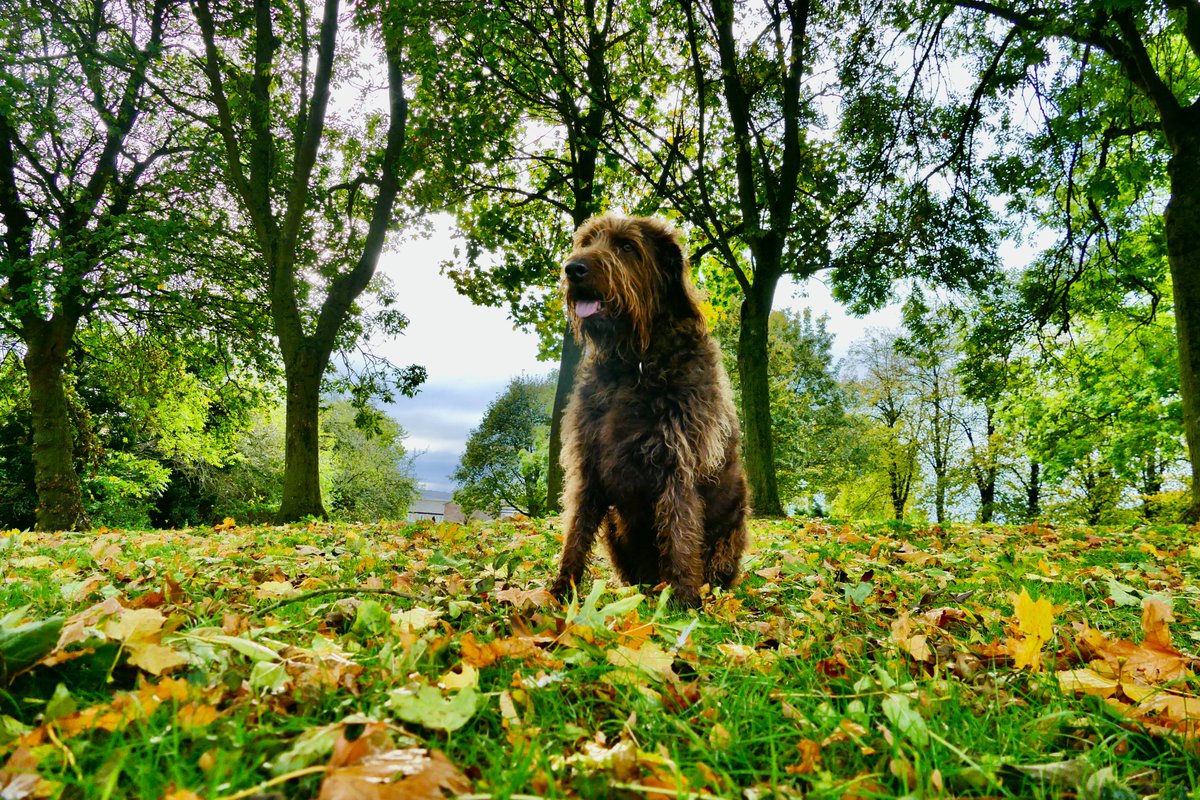 Teddy enjoying his Autumnal walk this afternoon  <a href="/WeatherAisling/">Aisling Creevey</a> <a href="/itvanglia/">ITV News Anglia</a> <a href="/PoochsTreats/">Pooch's Dog Treats</a>