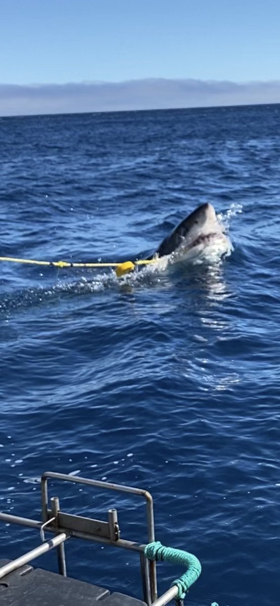 mdmanatee's tweet photo. Trip is coming to an end. Day 3 had more amazing sharks and behaviors. Can’t wait to share videos. Heading back to the mainland already. 😩. Live your life today. Tomorrow, and a healthy tomorrow, are not guaranteed. Find your happy now….I found mine 🦈🦈🦈🦈🦈 #sharkexpress https://t.co/KvD0jGCJ9H