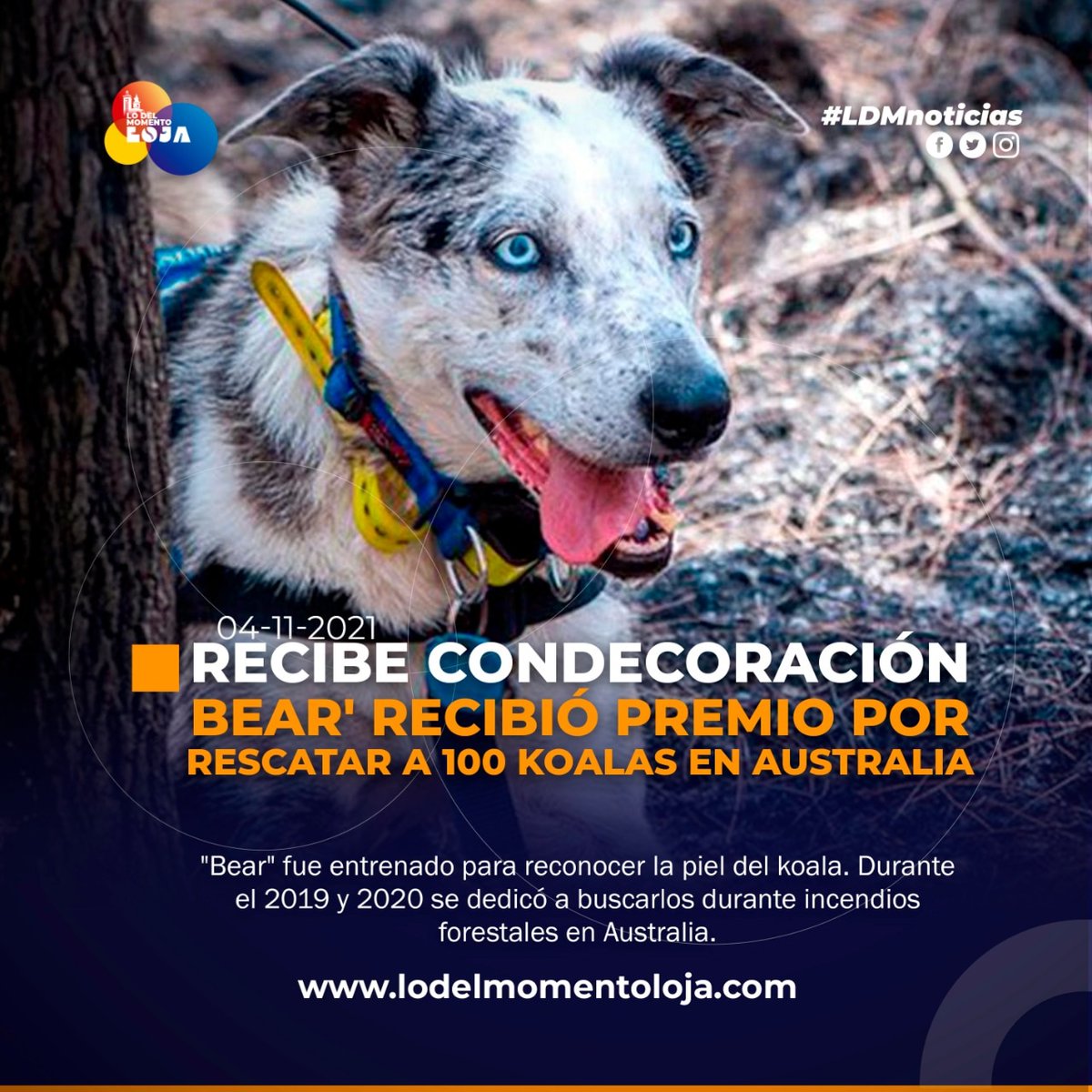 lodelmomentoloj's tweet photo. #Internacional | Can recibe condecoración por rescatar a Koalas.

"Bear" logró ser galardonado con el premio “a la acción animal” por salvar a más de 100 koalas heridos en los incendios forestales de Australia.

https://t.co/c1tMMSAL9b
#LDMnoticias #lodelmomentolojaLDM https://t.co/BFybNgVHRG