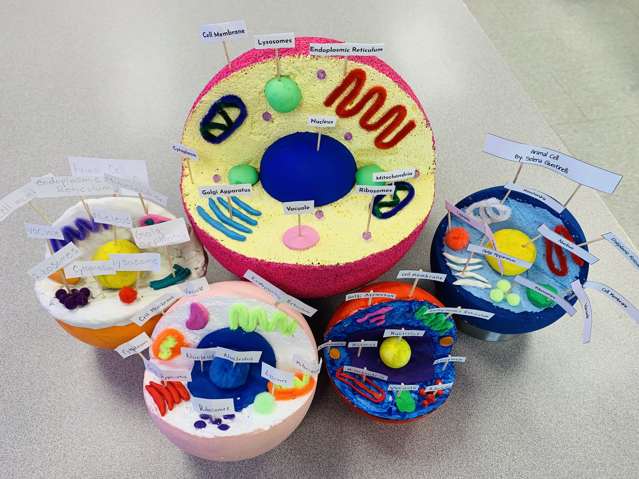 в Twitter: „Grade 8's created plant and animal cells as a culminating task as we finish up with our scientific studies this week. 🦠 /fShdZFaFWj“ / Twitter в Twitter: „Grade 8's created plant and animal cells as a culminating task as we finish up with our scientific studies this week. 🦠 /fShdZFaFWj“ / Twitter