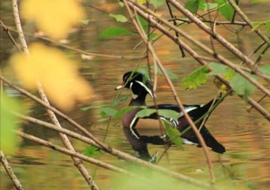 Vanmiddag gespot de Exotische Carolina eend. 
In Rijssen machtig mooi.