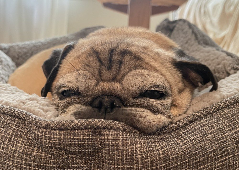 MorningBrew's tweet photo. When Noodle predicts a bones day, do people actually treat themselves?

According to data from @constructor_io, “bones days” have seen a 6.9% jump in transactions for apparel retailers, or a $55M increase in retail spend on clothing and accessories. https://t.co/iPtmmaOz3H