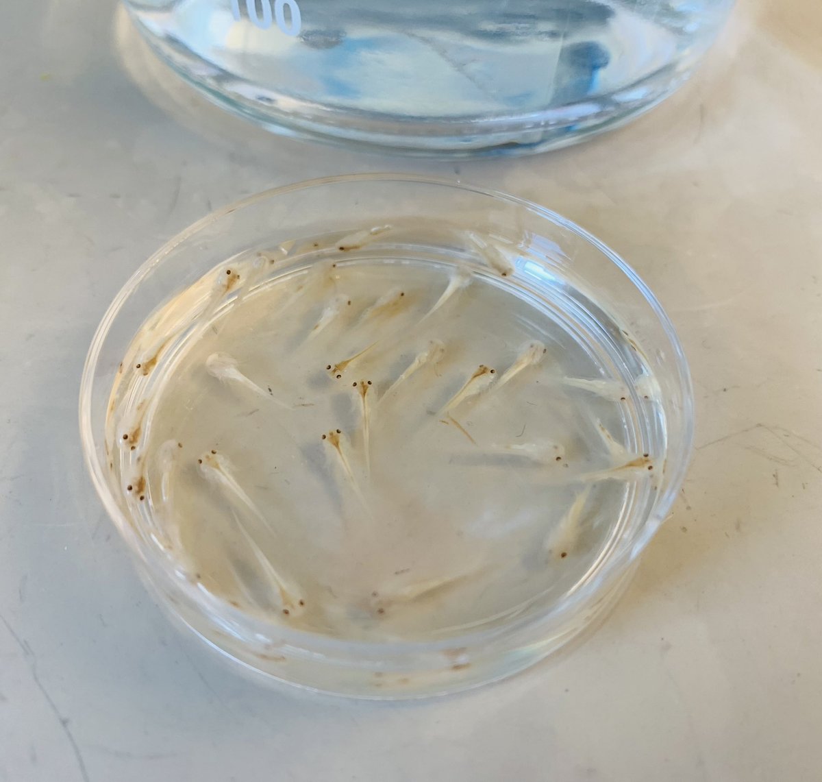RogersLabUCD's tweet photo. Super bleached axolotl tadpoles ready for IHC! Did you know that their neural tubes and brains are pigmented at these early stages? I have no idea why or how, but it’s very cool… 🤩😍 https://t.co/QIcqFySgOx