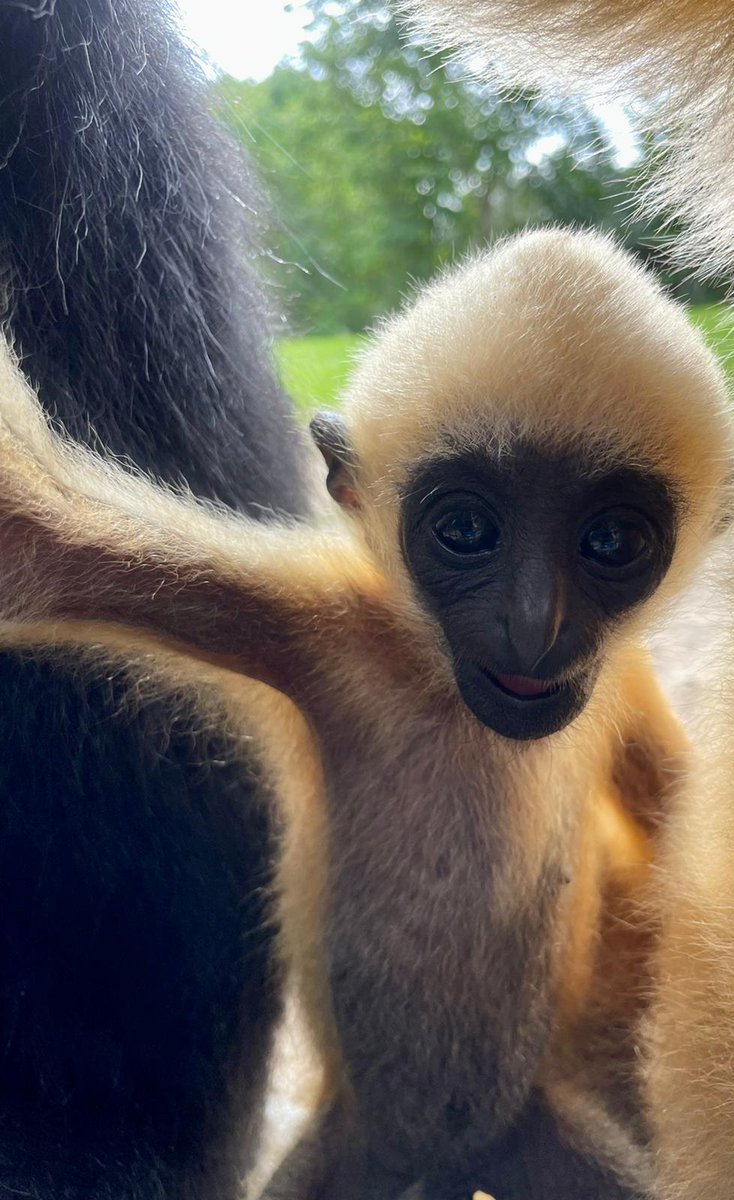 zoomiami's tweet photo. Hello from Kapok, our baby white-cheeked gibbon!
📸: Andrea Pearson
#ZooMiami #WhiteCheekedGibbon #BabyAnimals #cutebabyanimals https://t.co/HGauvhyjP8
