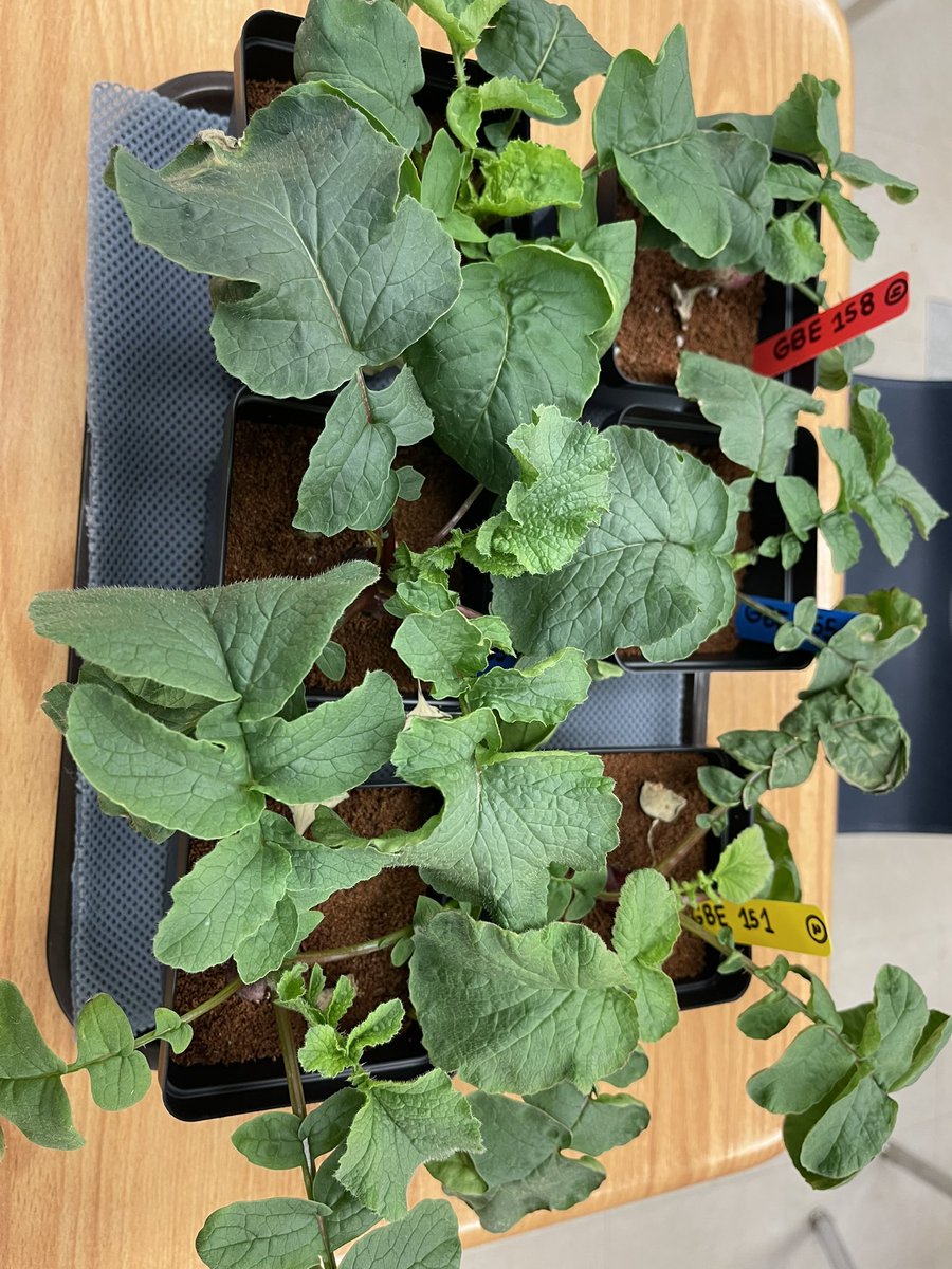 MHS-stings (@stings_mhs) on Twitter photo Today is HARVEST DAY! We have measured and feasted on our very spicy radishes! Before and after pictures are posted below <a href="/GrowBeyondEarth/">Growing Beyond EarthⓇ</a> @FairchdChallnge Today is HARVEST DAY! We have measured and feasted on our very spicy radishes! Before and after pictures are posted below <a href="/GrowBeyondEarth/">Growing Beyond EarthⓇ</a> @FairchdChallnge