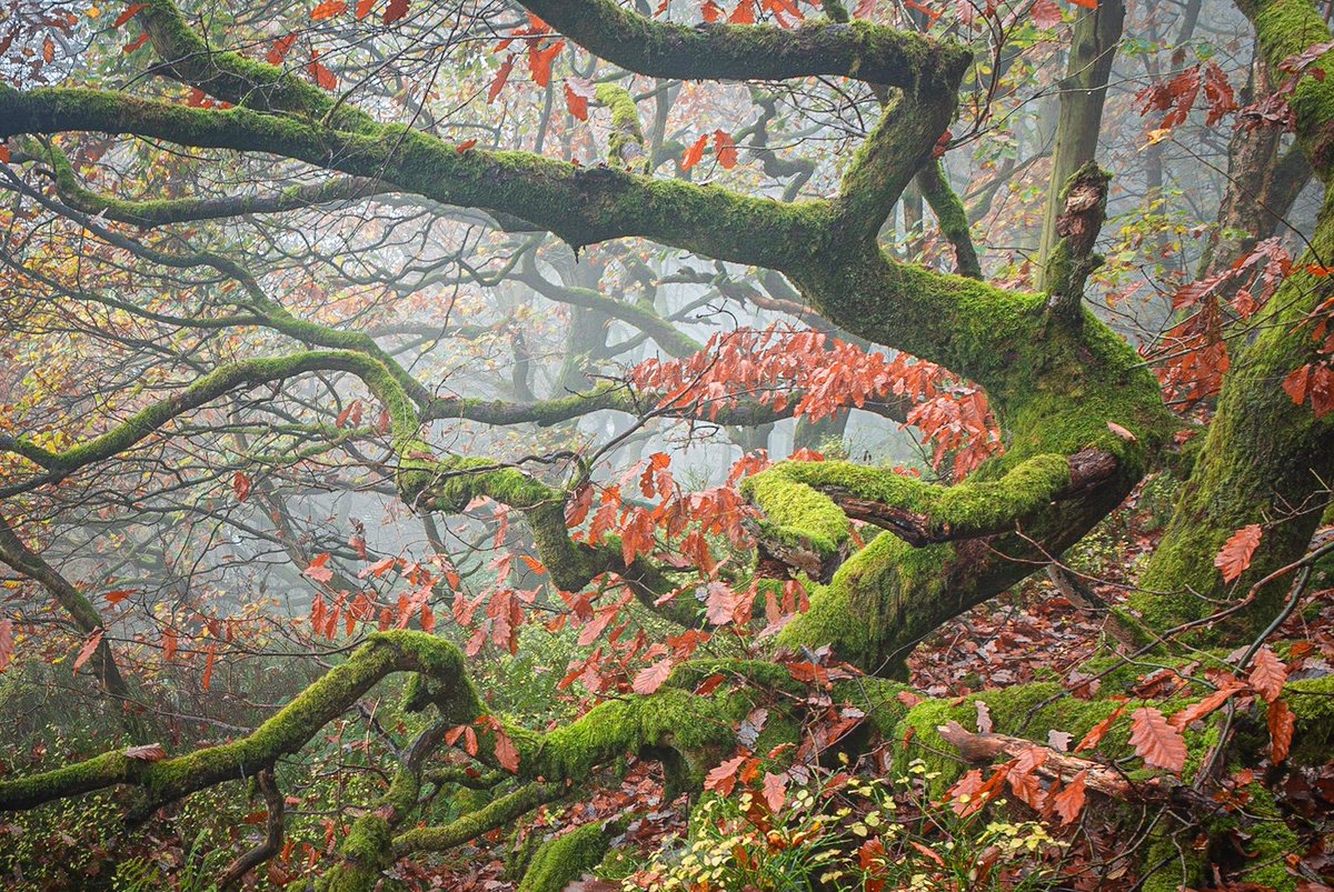 This guy! Well I see him anyway 😀 I’ve always been hesitant to share this as I was never sure, a wonderful morning over a year ago in the woods not far from where I live. I wonder if he’s still there