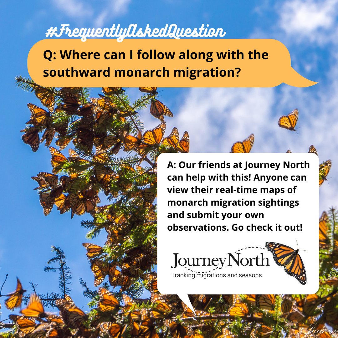 Monarch Larva Monitoring Project tweet media