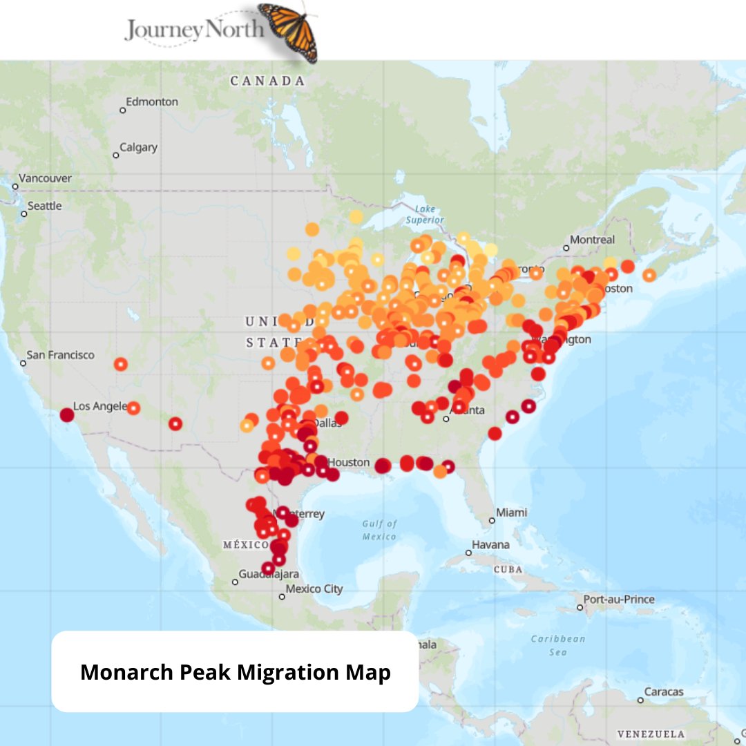 Monarch Larva Monitoring Project tweet media