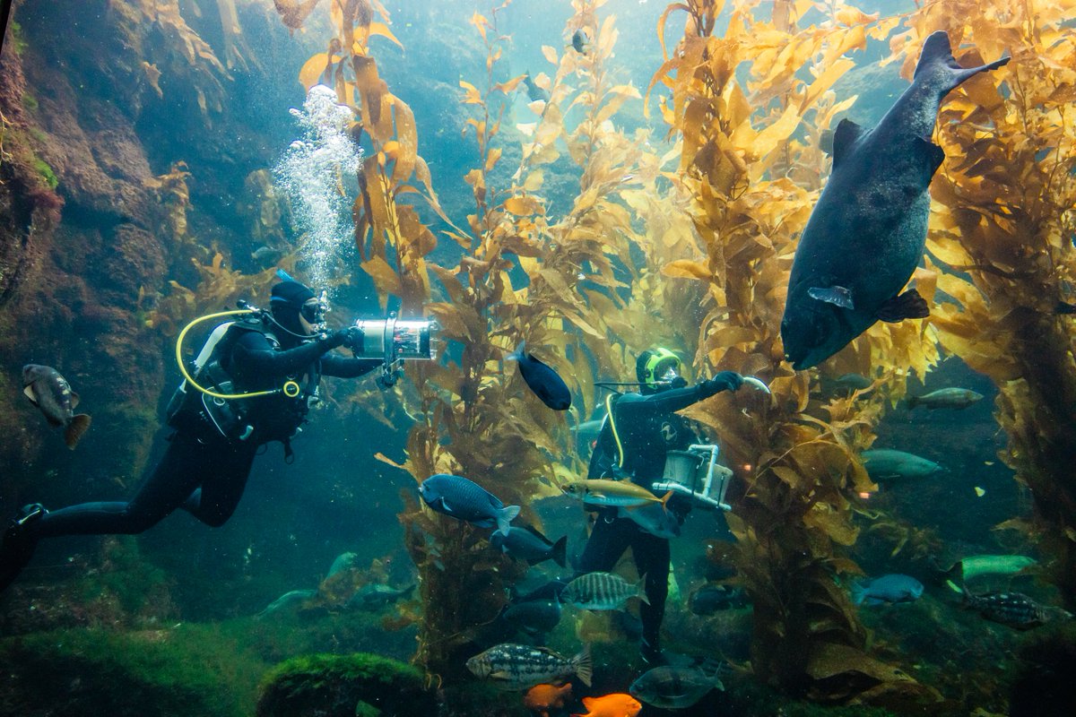 UCSD Engineering (@ucsdjacobs) on Twitter photo Congrats to our <a href="/UCSDE4E/">UCSD E4E</a> FishSense team, selected for the inaugural cohort of the startBlue Accelerator program at <a href="/Scripps_Ocean/">Scripps Institution of Oceanography</a>/<a href="/RadySchool/">UC San Diego Rady School of Management</a>! FishSense uses imaging advancements to improve underwater biomass measurements and monitor fish populations ucsdnews.ucsd.edu/feature/uc-san… Congrats to our <a href="/UCSDE4E/">UCSD E4E</a> FishSense team, selected for the inaugural cohort of the startBlue Accelerator program at <a href="/Scripps_Ocean/">Scripps Institution of Oceanography</a>/<a href="/RadySchool/">UC San Diego Rady School of Management</a>! FishSense uses imaging advancements to improve underwater biomass measurements and monitor fish populations ucsdnews.ucsd.edu/feature/uc-san…