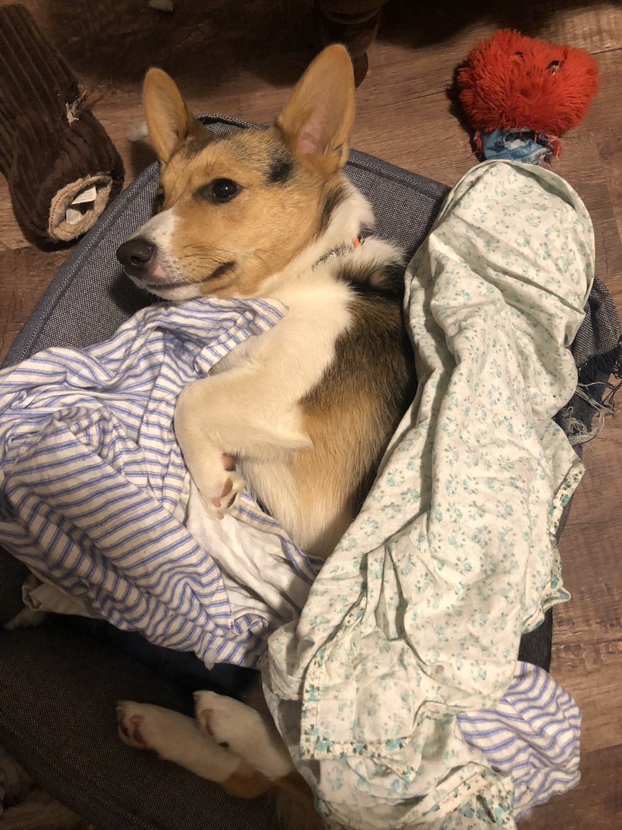 I wish I got tucked in with my two favorite blankets every night like Hank gets. 🥺