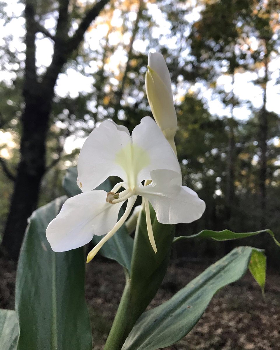 GardenGalGA's tweet photo. Hedychium coronarium aka as Ginger Lily &amp; #Butterflylily still blooming &amp; perfuming my Nov. garden. The fragrance fills the air &amp; is a delicious mix of honeysuckle/jasmine/gardenia. Love this Ginger family member! #hedychiumcoronarium #organicgarden #georgiagarden #gingerlily https://t.co/0zSUvdRHJh