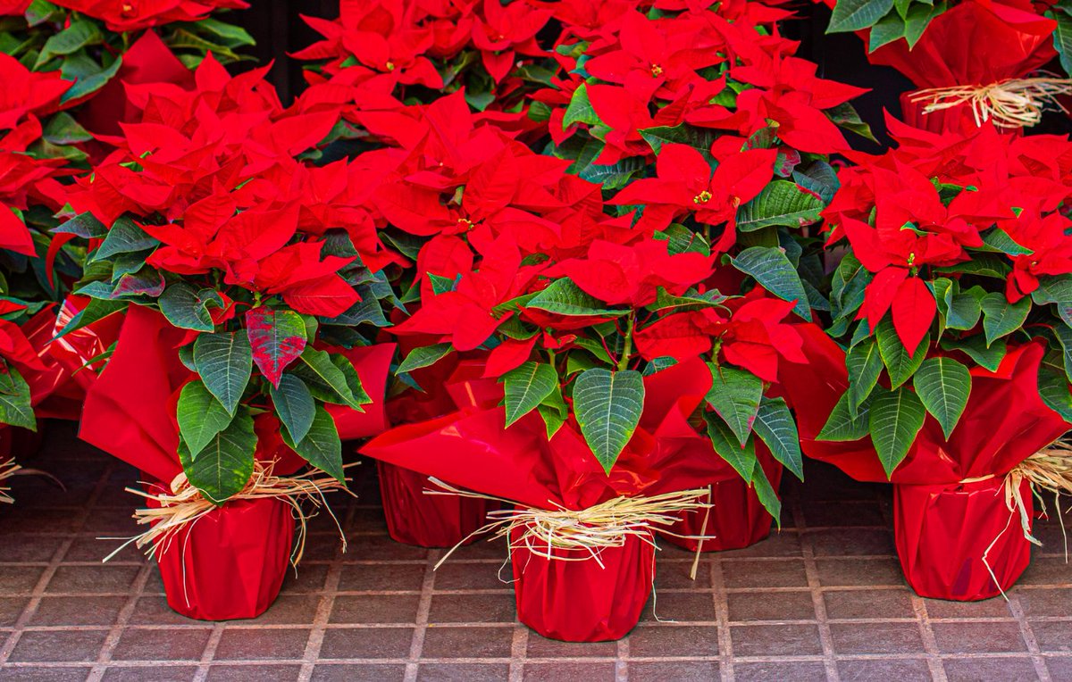 Downtown Lethbridge tweet media