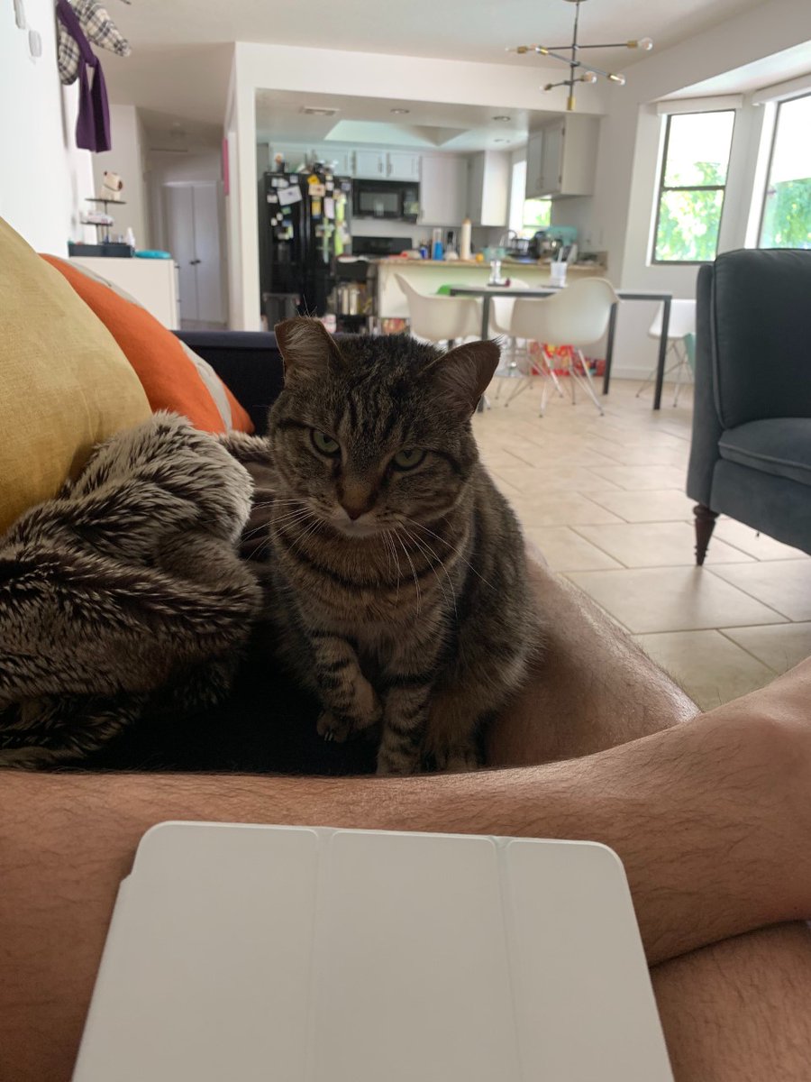 CatAcme's tweet photo. Is it friday yet? https://t.co/qT9iWjoOwb
