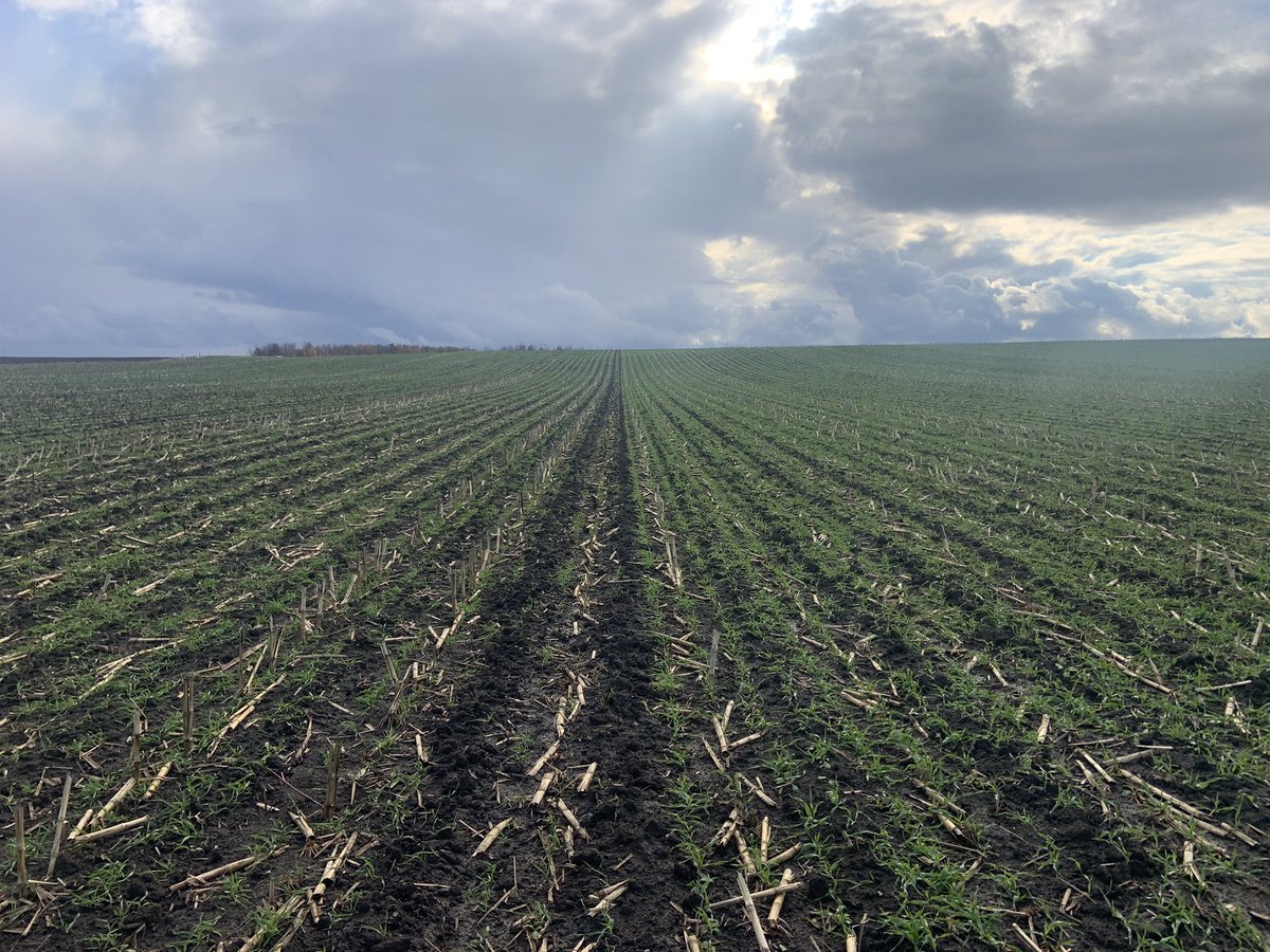 Cover crop trial for next year. Cereal rye on the left vs winter barley on the right ahead of strip-till corn. #ontag #covercrops #timingmatters #cerealrye