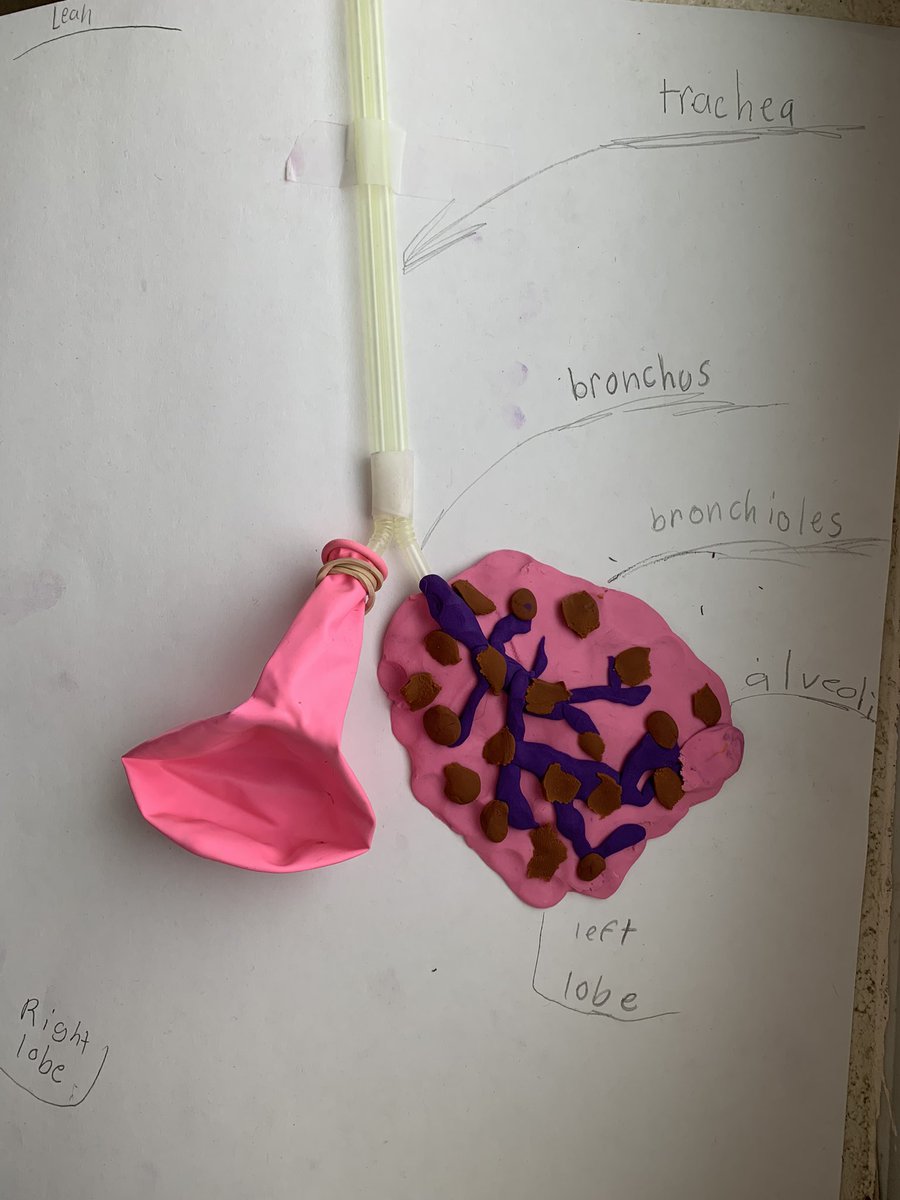 cariadteach's tweet photo. Making some lung models in science today. Next up, the heart! @allistonunion #scdsb https://t.co/XxiCyirl2p