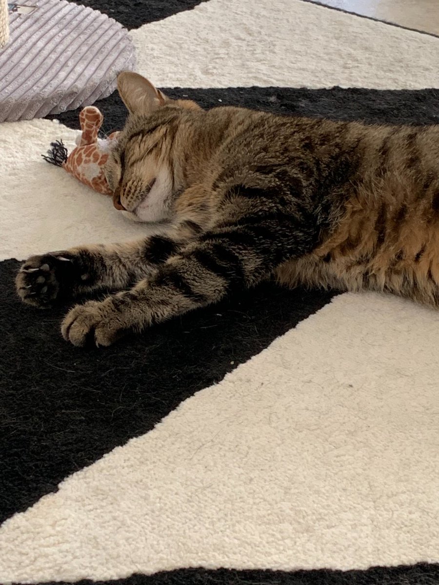 CatAcme's tweet photo. How are you? Do you need new cat toys? #christmasCats2021 https://t.co/QH5aUfRT7N