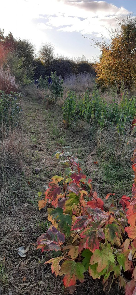 DunstonPrimary's tweet photo. Wrap around care exploring the new forest School area
Can you spot them? @DysonFarming @SpiresFed #SpirersOutdoorLearning https://t.co/bdZOh1Ts45