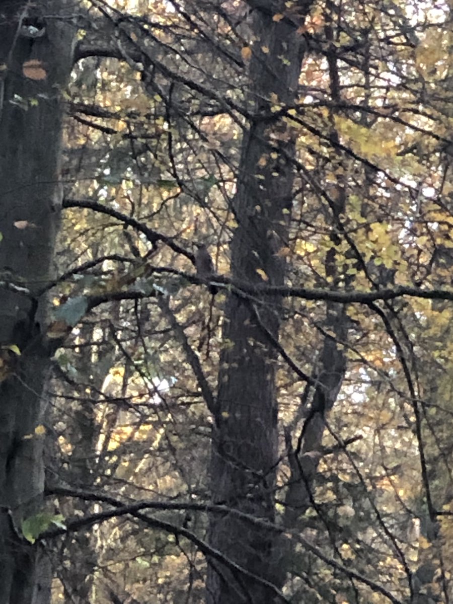 Michael18964156's tweet photo. #TwitterNatureCommunity @WoodlandTrust @ScotWildlife went for an #Autumn stroll today saw 3 deer, 3 jays and a buzzard sadly no red squirrels. Went through #TempletonWoods & #DronleyWoods took in breakfast at #PineconeCafe & got a huge cauliflower at #GrewarsFarmShop in #Dronley https://t.co/EyLLiyCKHR