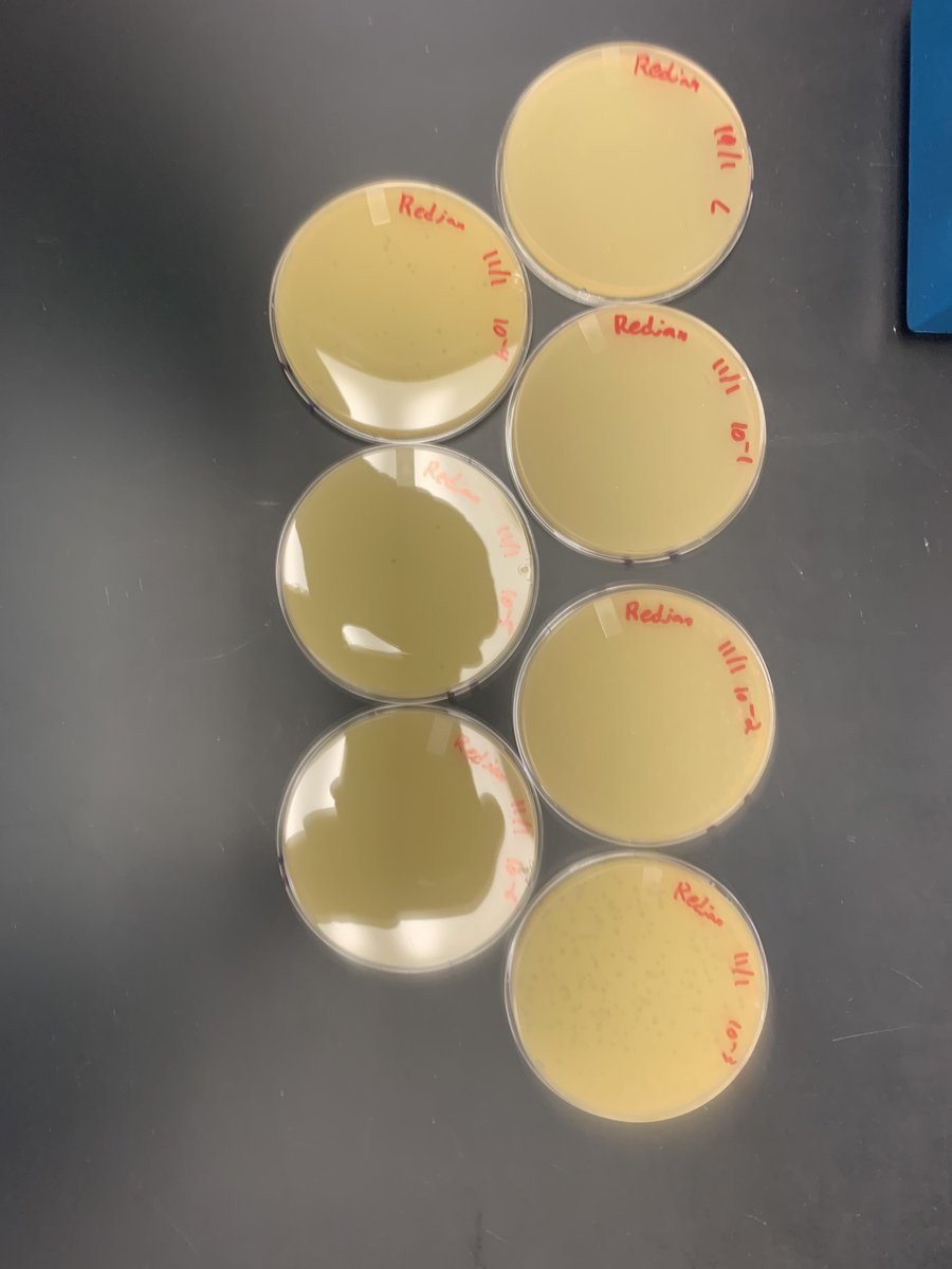 PPhinders's tweet photo. In class this week, we created more dilutions up to a 10^-4 dilution from a combination of 12 new plaques (I accidentally created more but that's alright). Let's see if any of these yield any good webbed plates! 😁 https://t.co/P4XVjMiYRq