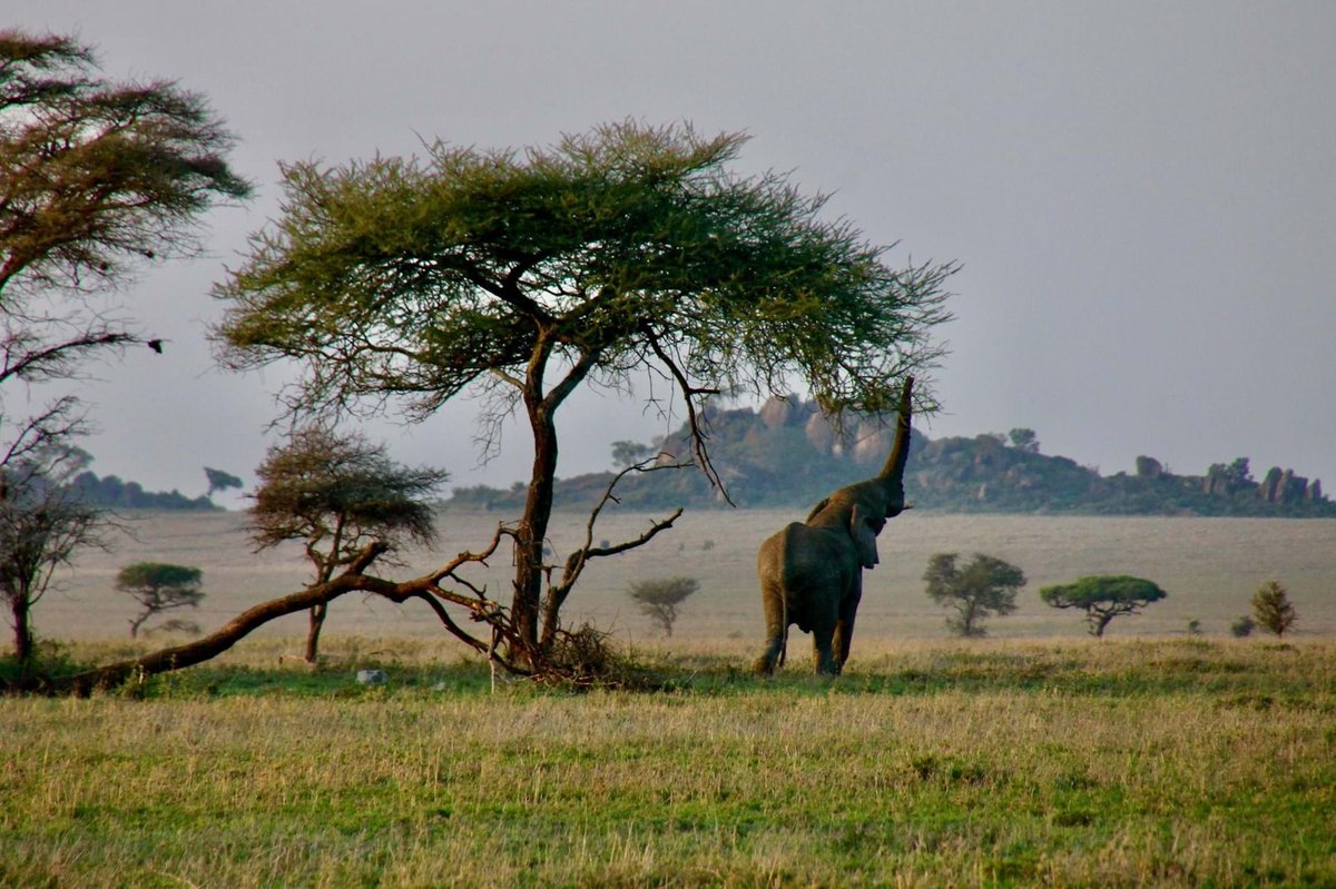 Next week, <a href="/Charisenns/">Charis Enns</a>, Presidential Fellow <a href="/GlobalDevInst/">Global Development Institute</a> <a href="/OfficialUoM/">The University of Manchester</a>, joins us to discuss her fascinating research on environmental peace and conflict in East Africa, working with youth researchers in northern Kenya. Join online 11 Nov 7:15pm: orlo.uk/tbVWu