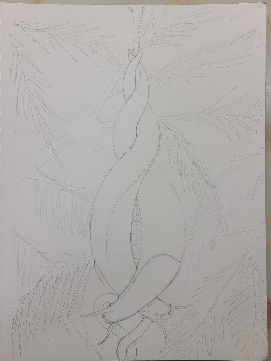 DesignBnb's tweet photo. It'll definitely be prettier when I add inked details.
#art #drawing #coloringbook #bugart #adultcoloringbook #entomology #entomologyart #bug #insects #slime #slug #slugsandsnails #slugart #slugsmating #mating #matingritual #leopardslug https://t.co/l7q1v4rOSr