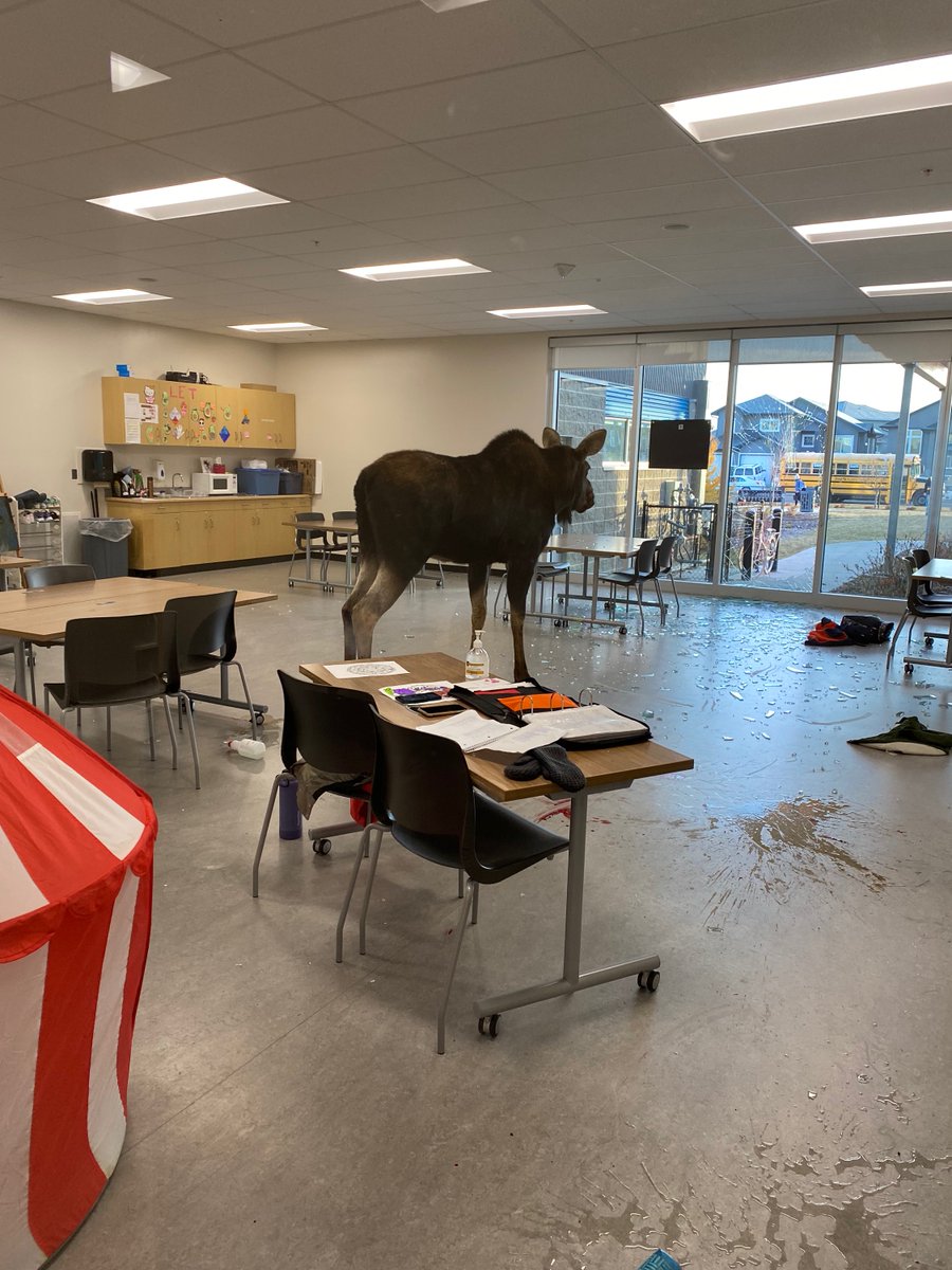 Soooo the moose in Saskatoon just broke through the window at Sylvia Fedoruk school.

No one was hurt. Kids are fine.

What a morning. #yxe