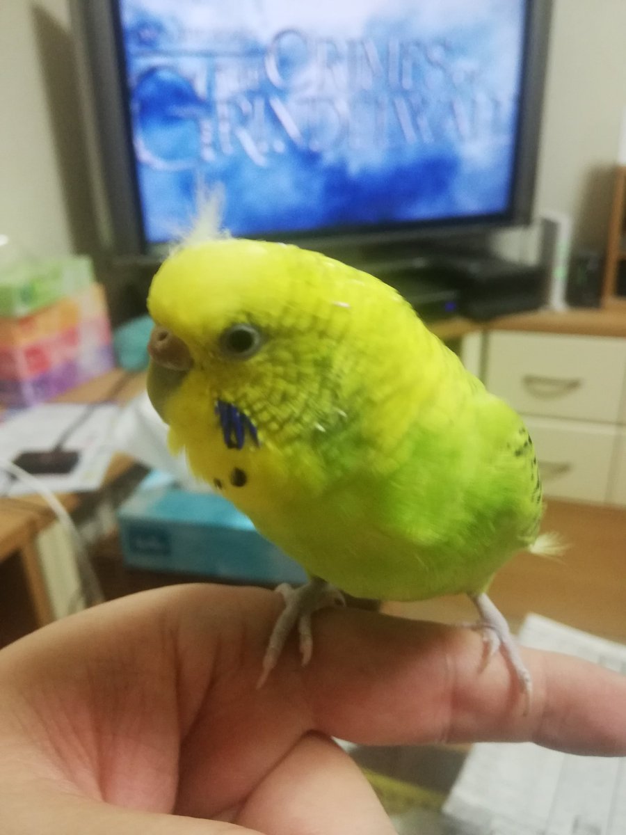 #セキセイインコのなち
今日のなっちゃん🕊️✨