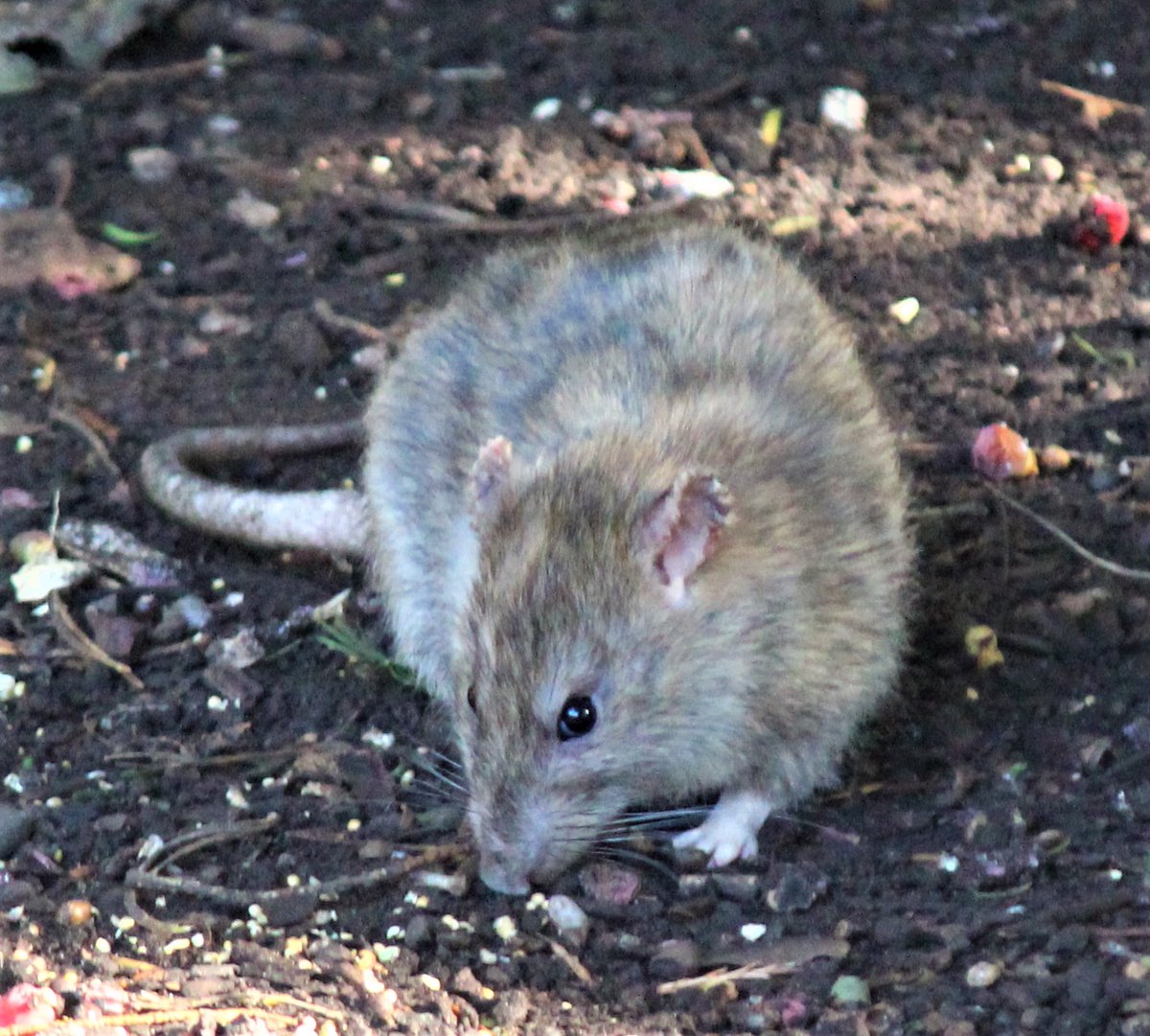 Jonatha95851783's tweet photo. A rat
#rats #rat #ratsofinstagram #ratstagram #petrats #petrat #ratties #ratsofig #ratsofinsta #ratcommunity  #ratlove #fancyrat #pets #petsofinstagram #fancyrats #ratsareawesome #cuterats #pet #rodent #rodents #mice #ratmom #dumborat #animals #ratlover https://t.co/1JLojNlBph