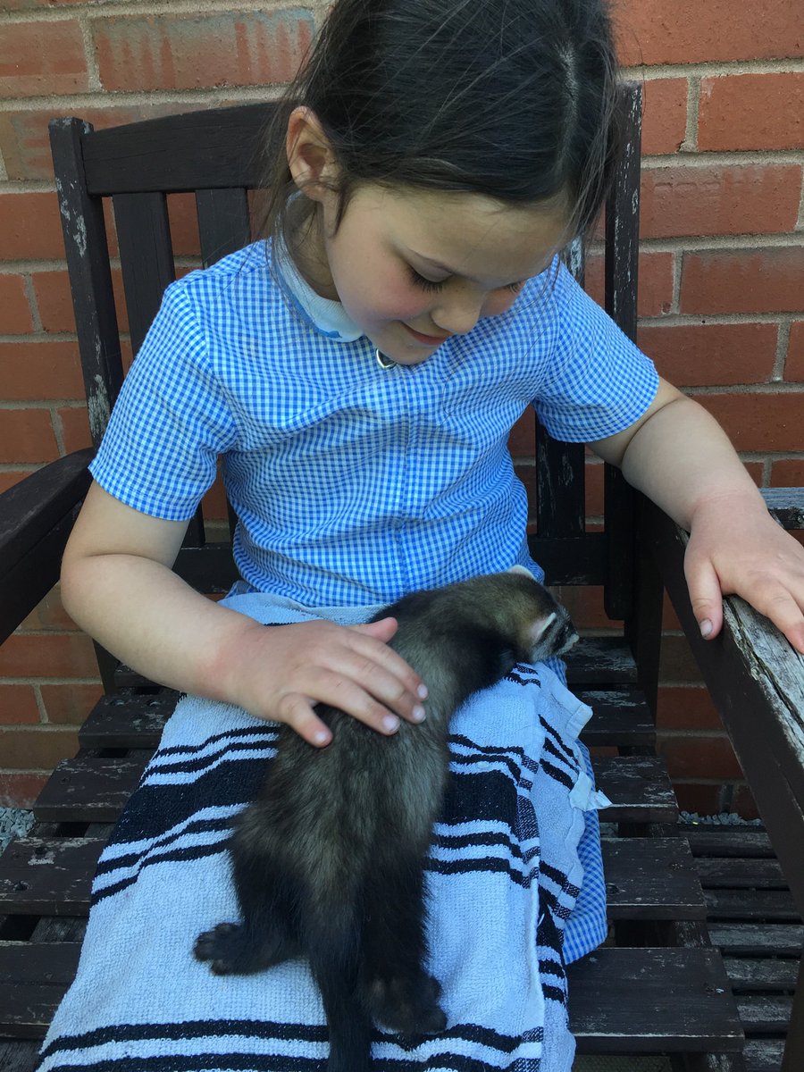 shellbellalder's tweet photo. @roalddahlclass Evie wanted me to send Miss Worrell these pictures of her ferrets :) https://t.co/hsaNSZn9jT