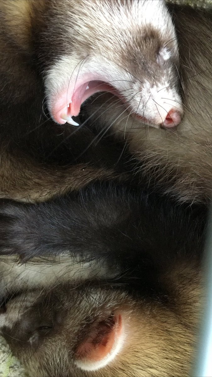 shellbellalder's tweet photo. @roalddahlclass Evie wanted me to send Miss Worrell these pictures of her ferrets :) https://t.co/hsaNSZn9jT
