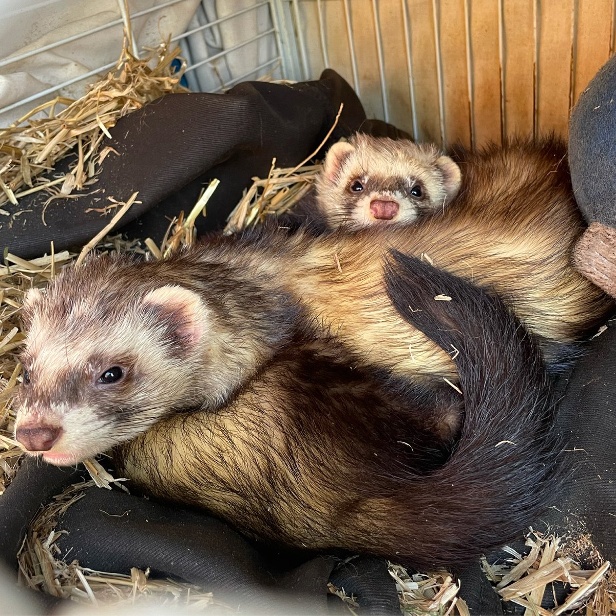 shellbellalder's tweet photo. @roalddahlclass Evie wanted me to send Miss Worrell these pictures of her ferrets :) https://t.co/hsaNSZn9jT