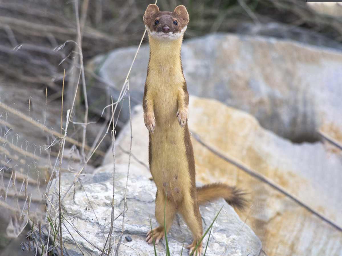 dupageforest's tweet image. To ready for winter, DuPage County's native long-tailed weasel undergoes a coat change this time of year from its summer brown to a longer, denser white. Only the black tip of its tail remains unchanged.