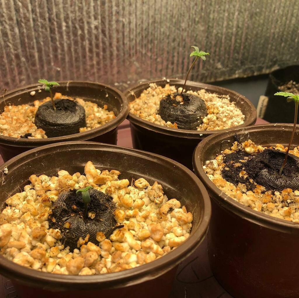 OfAStoner's tweet photo. Winter is coming so the autoflowers are coming out now! These 4 babies right here are the second generation of #orangutangie by #jahseeds2021 

100% germination rate this time which is always a good feeling just by itself! 

🧪 - @advancednutrientoffi… https://t.co/vLDPcb1O9g https://t.co/lHqEpBYPLG