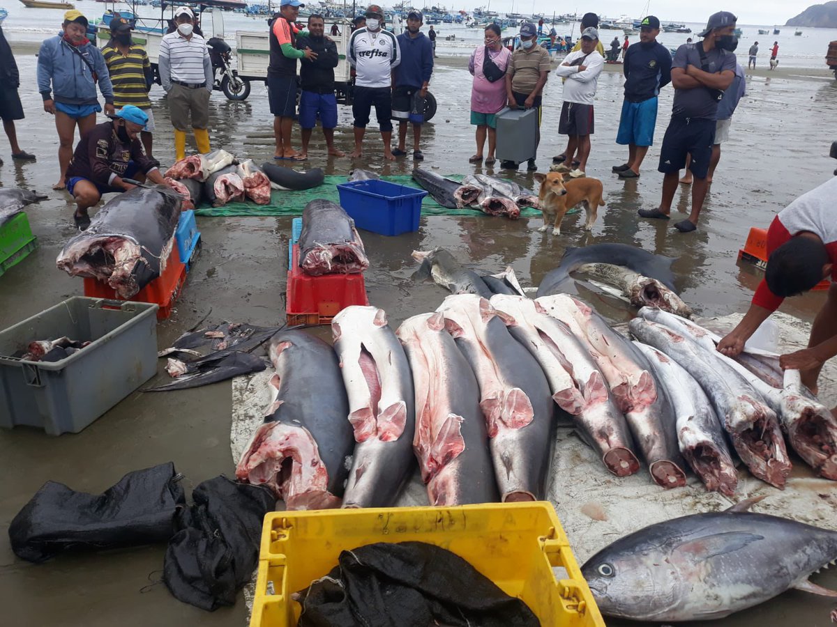 equilibrioazul's tweet photo. Mientras salen tantas noticias donde parece que “ya salvamos” los mares, esto sigue sucediendo todos los días en todas las caletas pesqueras del país. Ya basta, cómo detenemos esto @GustavoManriq_M @LassoGuillermo ??? 

📷Puerto López https://t.co/oCWfwrVU5w