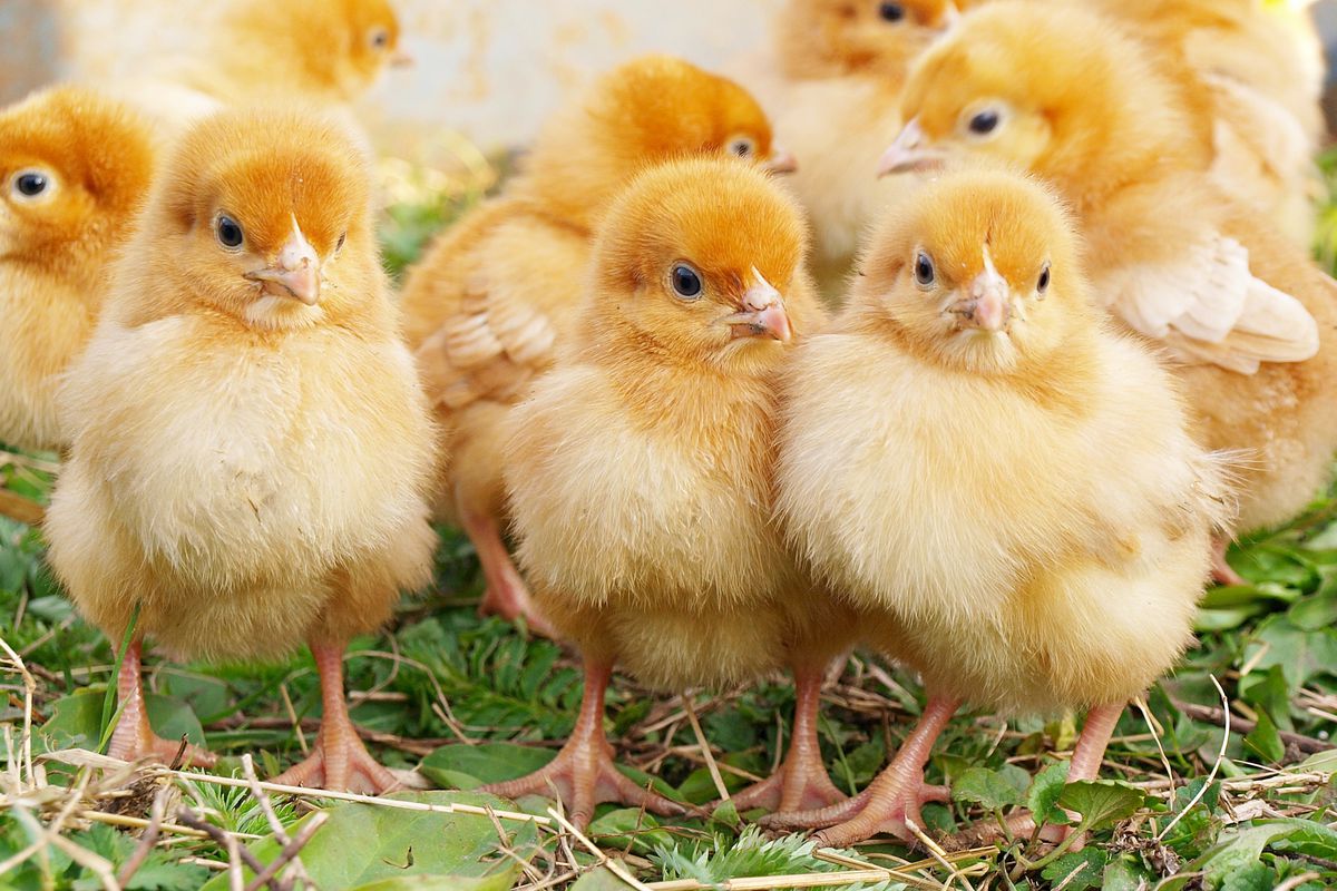 QCHSPantherPack's tweet photo. Fun Fact about Mrs. Nielsen!!! 🐤🐤🐤
Did you know she raises chickens for their fresh eggs? She has 6 full-grown hens and 4 new chicks. @OfficialQCHS #QCHS #QROCK #FUNFACTS #DailyFacts #Quakertown #TeacherFacts #Grownchickens #Chicks #Eggs #QCHSSTAFF https://t.co/Jf1IaJfgDz