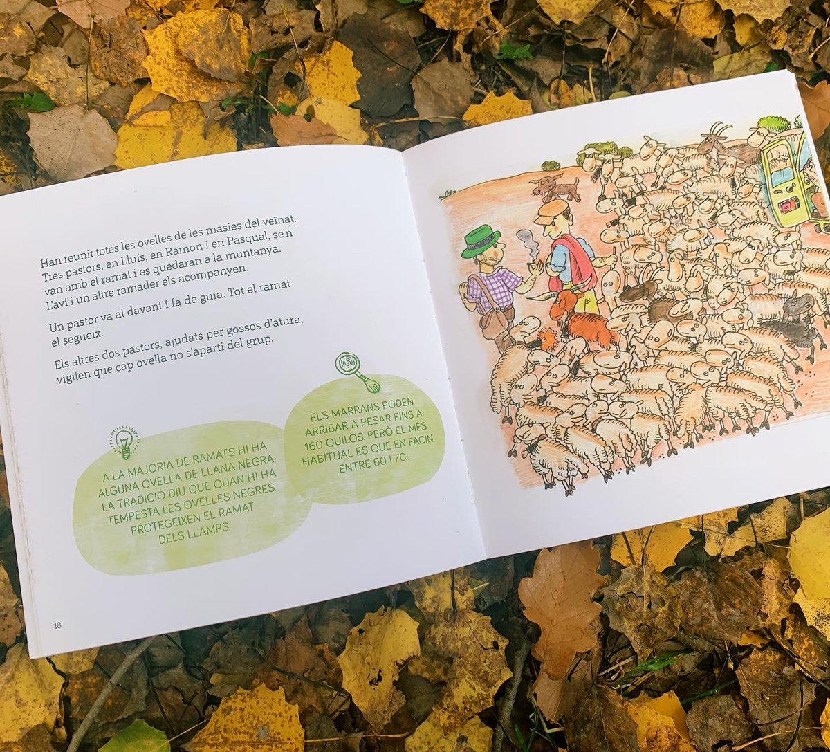 immaps's tweet photo. Em fa molta il.lusió presentar-vos “El ramat d’ovelles” 🐑. Un conte escrit 🖌 per l’Adelina Palacín i l’Assumpta Verdaguer i amb les il.lustracions de la magnífica @pilarinbayes 🖍  on els protagonistes en Pau i la Laia, uns nens que els encanta el món de pagès…
 (fil👇🏼) https://t.co/cTMM6q7wME