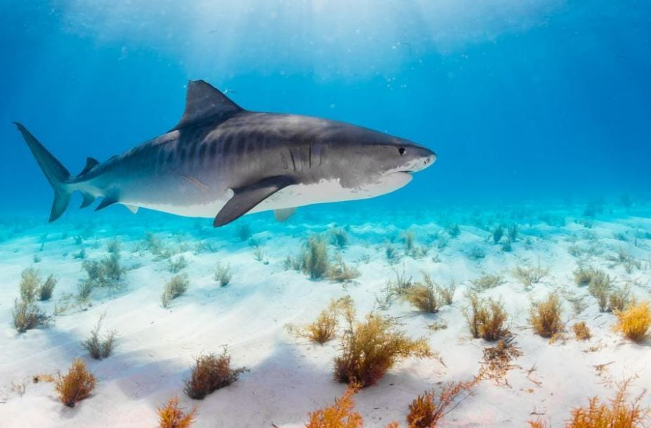 Fine-scale genetic research has confirmed two distinct populations of tiger #sharks in the Atlantic and Indo-Pacific oceans that have evolved separately: buff.ly/3nWaP77