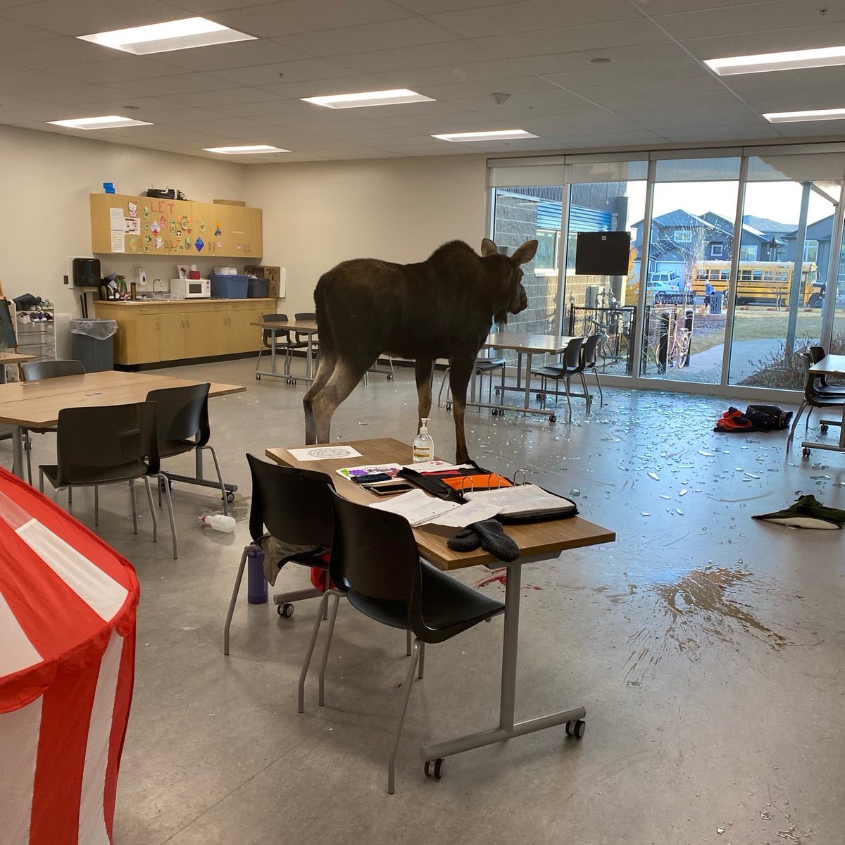 98COOLfm's tweet photo. Holy cow! Or would it be Holy Moose in this case? 

One of the moose seen this morning in Saskatoon in the Evergreen area just broke through the window at Sylvia Fedoruk school.

They got the kids out and we're told no one was hurt.

Thanks to Shannon for the photo! https://t.co/rLb90v7SAU