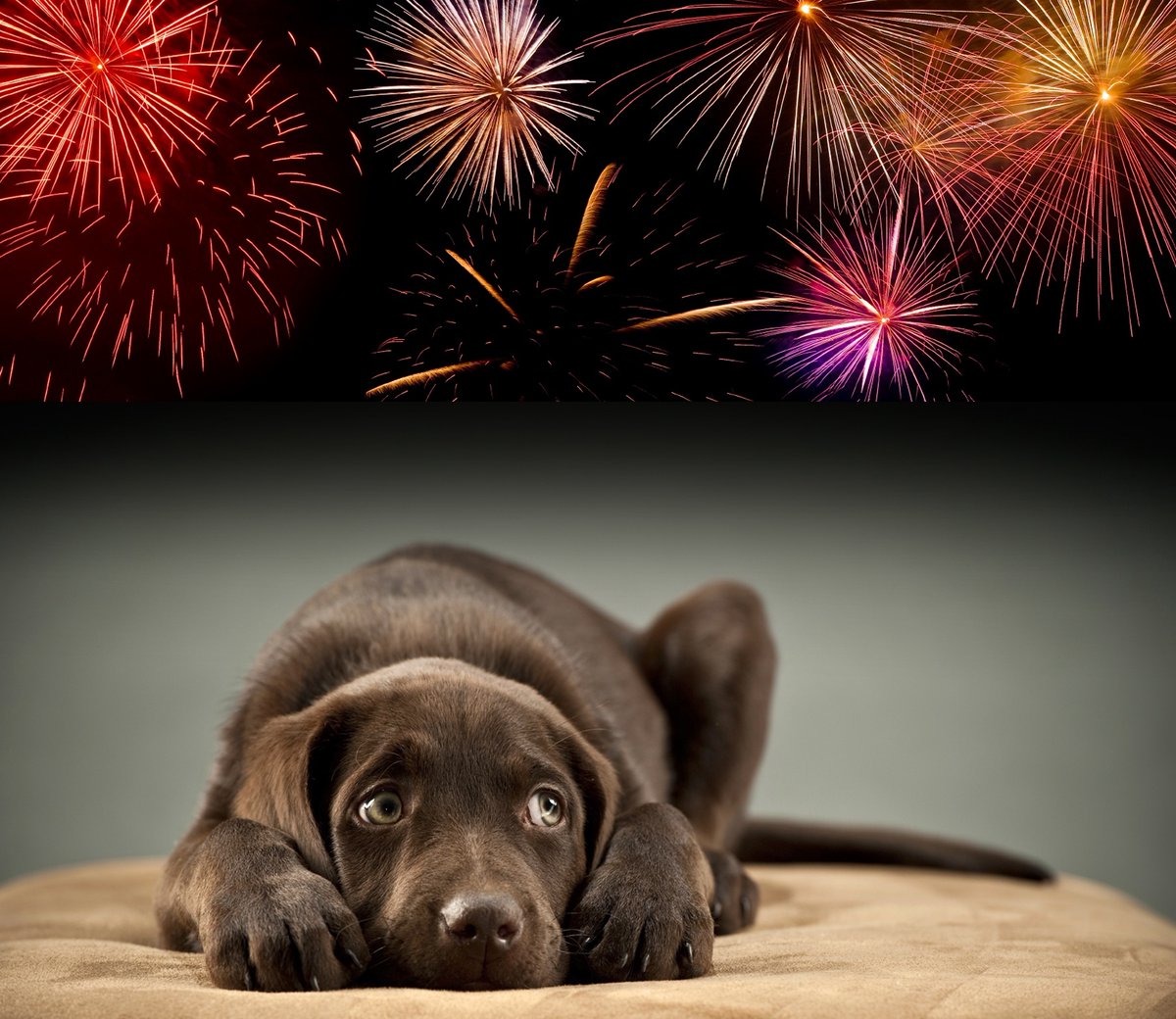 weavervale's tweet photo. Fireworks can be scary time for our pets and are a common cause of stress.

You can read more on how to prepare your pets for fireworks and how to keep them calm here- https://t.co/YMSyoKXBR5 https://t.co/blJAA5AkGC