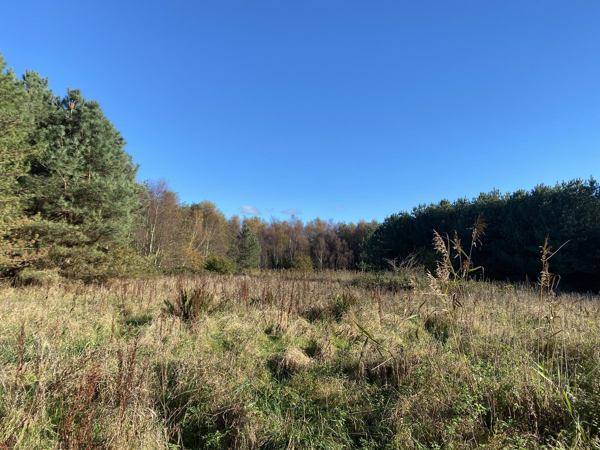 TurnUpTheValue's tweet photo. Feeling grateful today for the job I do, spending time with @Lancswildlife and @SeftonCVS in this beautiful Formby woodland, planning how it can be enhanced and managed for the benefit of communities and nature #socialenterprise #woodland #nature #formby https://t.co/fBNHbdZj1U