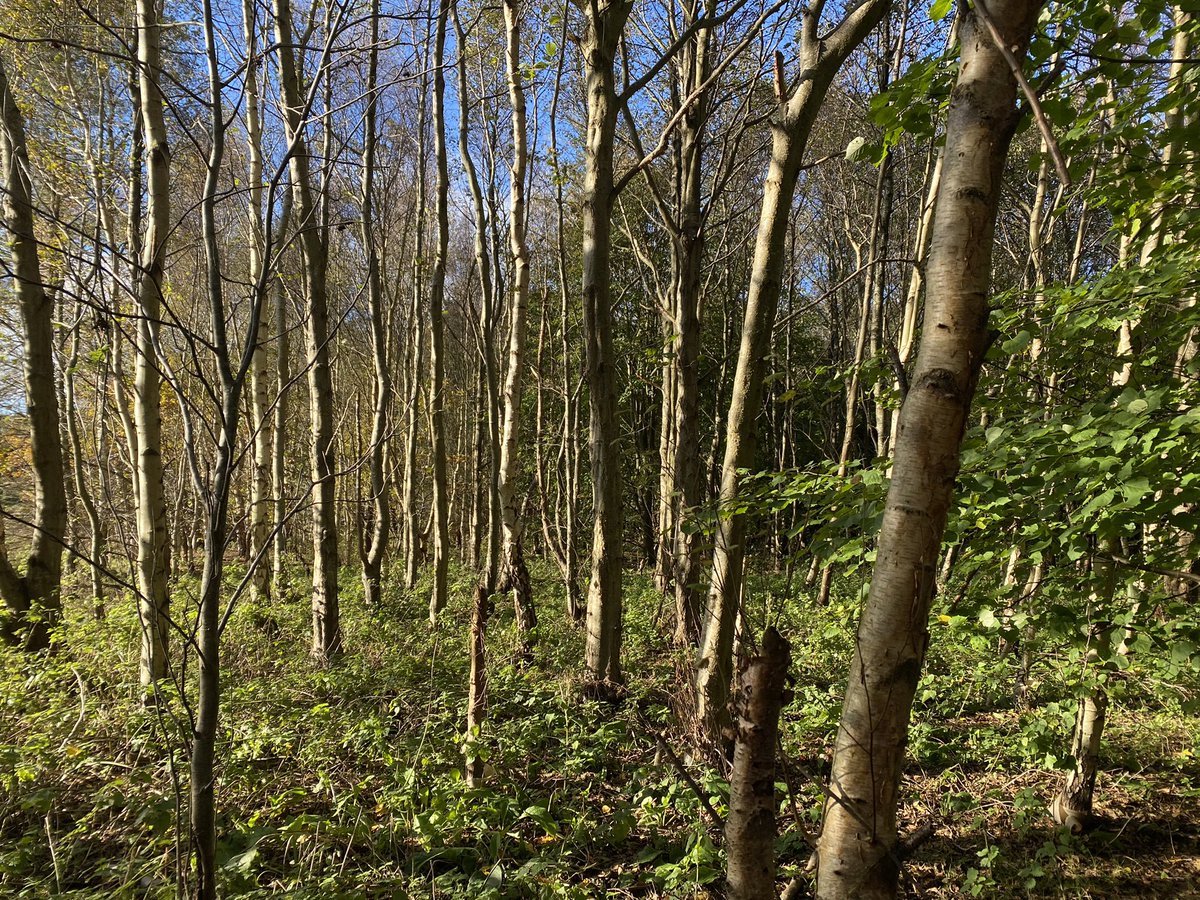 TurnUpTheValue's tweet photo. Feeling grateful today for the job I do, spending time with @Lancswildlife and @SeftonCVS in this beautiful Formby woodland, planning how it can be enhanced and managed for the benefit of communities and nature #socialenterprise #woodland #nature #formby https://t.co/fBNHbdZj1U