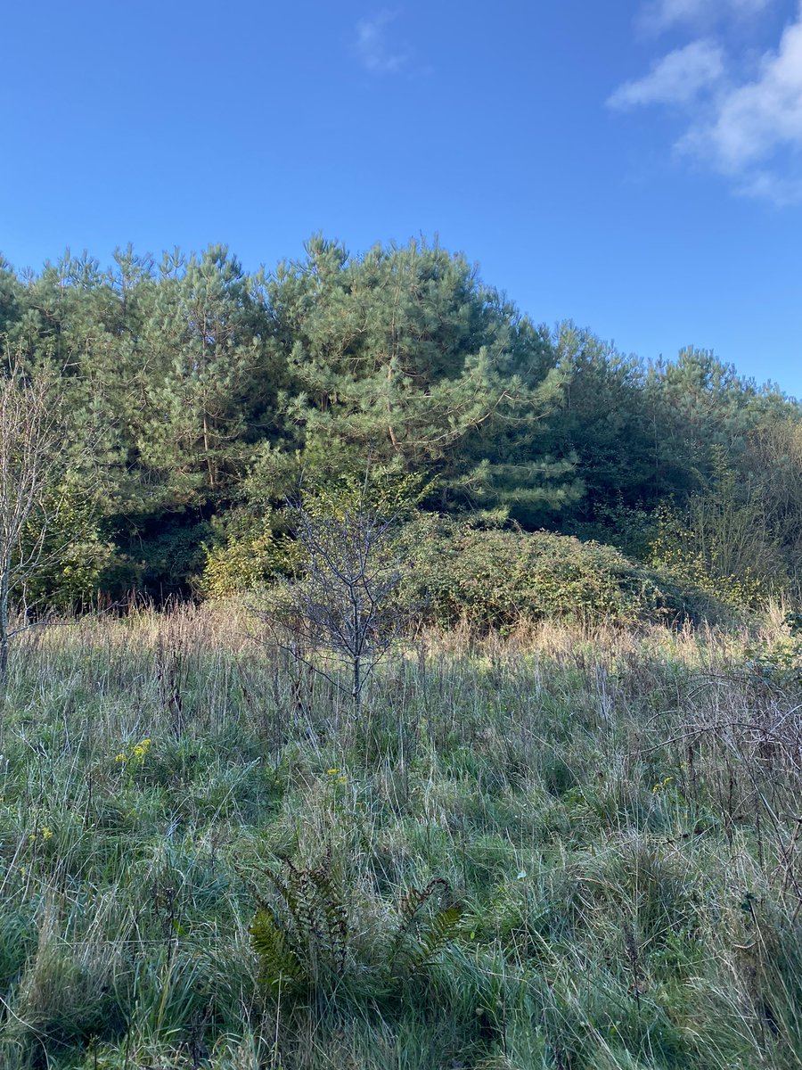 TurnUpTheValue's tweet photo. Feeling grateful today for the job I do, spending time with @Lancswildlife and @SeftonCVS in this beautiful Formby woodland, planning how it can be enhanced and managed for the benefit of communities and nature #socialenterprise #woodland #nature #formby https://t.co/fBNHbdZj1U