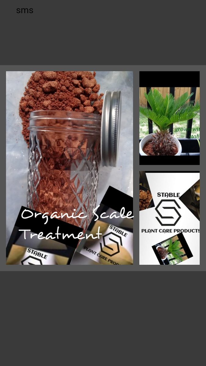 STABLE95617960's tweet photo. Sago Palm Organic Scale Treatment https://t.co/xREGxrnUif https://t.co/C1vRCCX7hS
