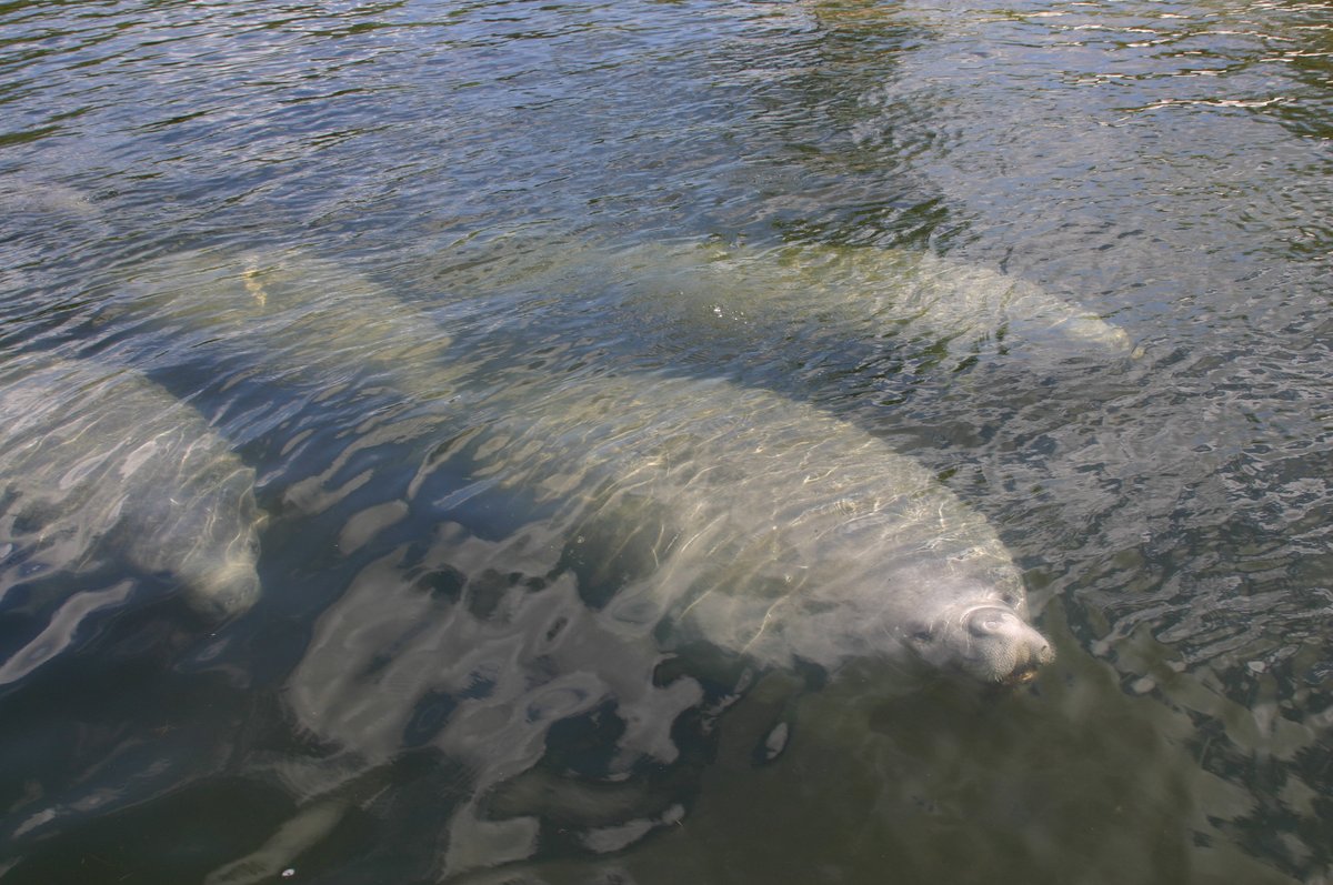MyFWC's tweet photo. Manatees migrate in Florida, swimming to warmer waters in the fall and winter. Please follow posted waterway markers and go slow and look out below for #manatees while #boating: https://t.co/vNgjgS8s1R #ManateeAwarenessMonth https://t.co/DhUzxuJCgj
