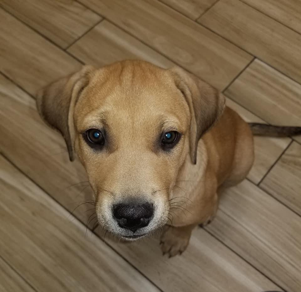 4luckydogs's tweet photo. Meet Chance!  He is 11 weeks old, Chance weighs in at 18.4lbs, Chance is going to be a BIG boy!  You can apply for him at https://t.co/uM3OudKDyN Chance would love a family who has a fenced in yard, someone that can be home more with him, lots of food and toys. https://t.co/gXDnflsaJS