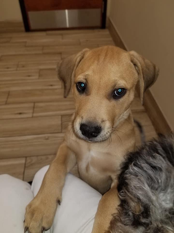 4luckydogs's tweet photo. Meet Chance!  He is 11 weeks old, Chance weighs in at 18.4lbs, Chance is going to be a BIG boy!  You can apply for him at https://t.co/uM3OudKDyN Chance would love a family who has a fenced in yard, someone that can be home more with him, lots of food and toys. https://t.co/gXDnflsaJS