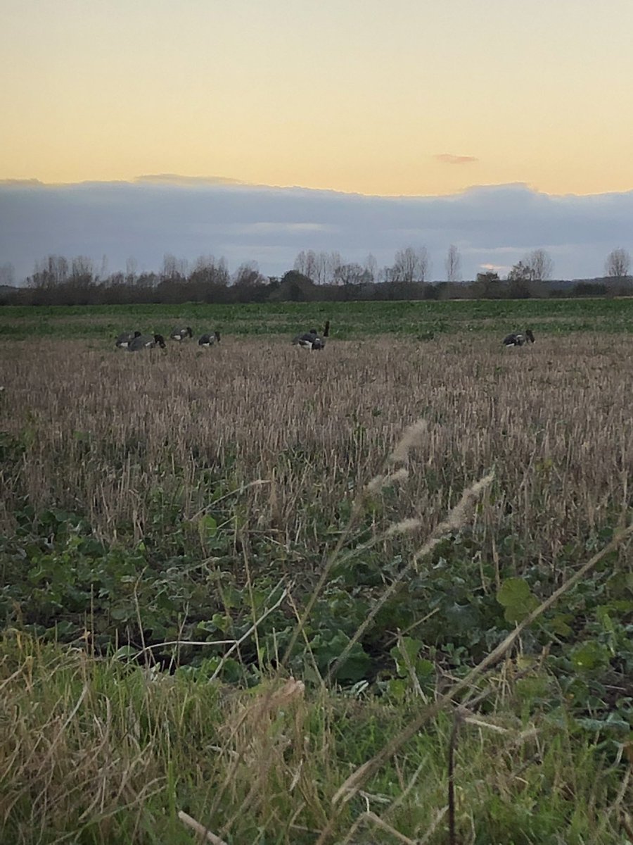 richwitt24's tweet photo. Having a wild goose chase https://t.co/BtUbss5rJl