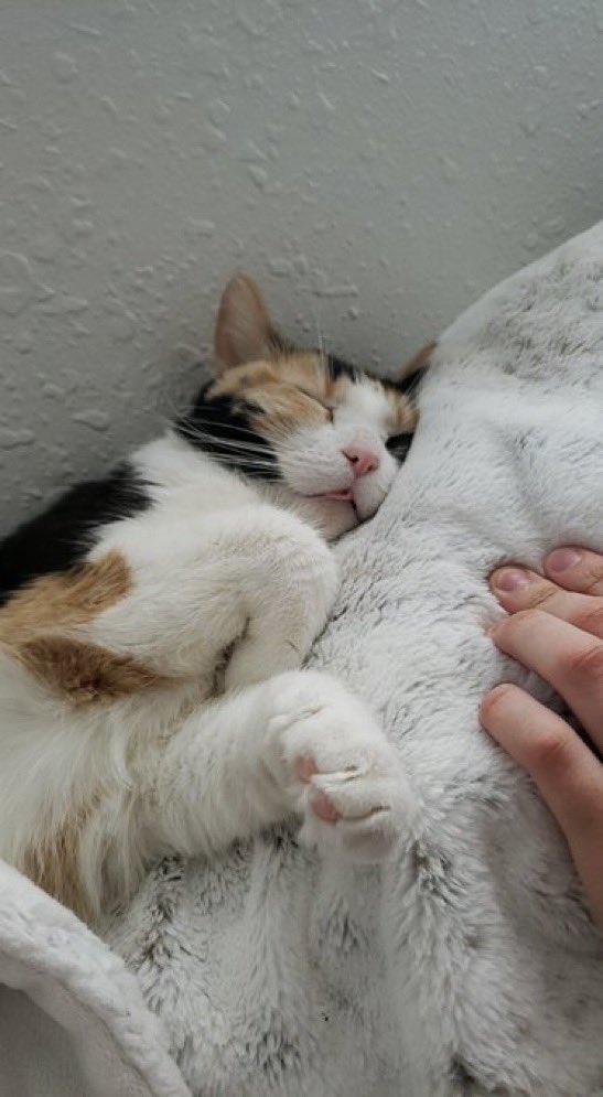 IvePetThatCat1's tweet photo. Meet Annie! She is a cuddly 4 year old Calico. She is comforting when her caregiver is upset or crying. She is also sassy. She wakes her caregiver up by licking her head. She opens drawers and then crawls through the cabinets. She often sleeps with her tongue sticking out. https://t.co/rxccSBgPNZ