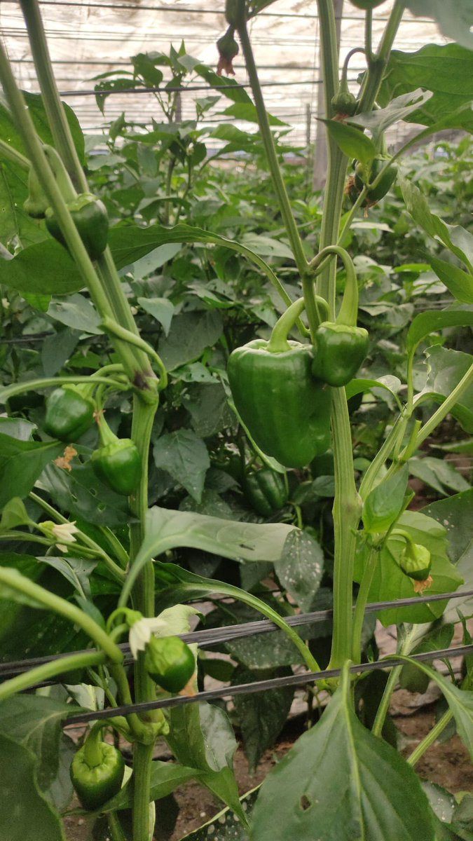 Edalife_'s tweet photo. ¿Quieres pimientos🌶🌶así? Prueba⤵
#HumikPro potenciador de fertilidad de suelo orgánico🍂
➕
#Prosoil Calcio aplicado en riego, ayuda en la reestructuración del suelo. Es 100% natural🌄
➕
#Maxicell foliar, dirige el desarrollo y el crecimiento de la planta🌱
#suelosagricolas https://t.co/wxIsqbV6PU